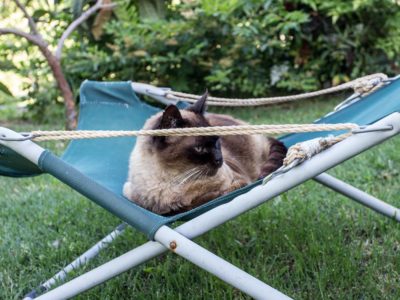 gatto-sulla-sdraio